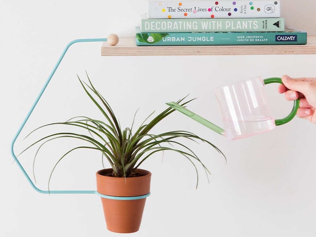 a hand holding a clear, pink glass watering can waters a spider plant in a pot